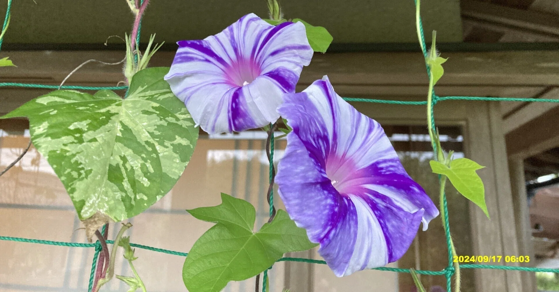 flower「紫陽花」「朝顔」 9月17日(火)我家の朝顔が満開！！｜中島紀于