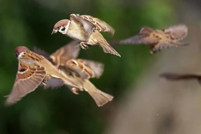 第610回 野鳥の飛行の考え方 翆野 大地 Note 第610回 野鳥の飛行の考え方 翆野 大地 Note