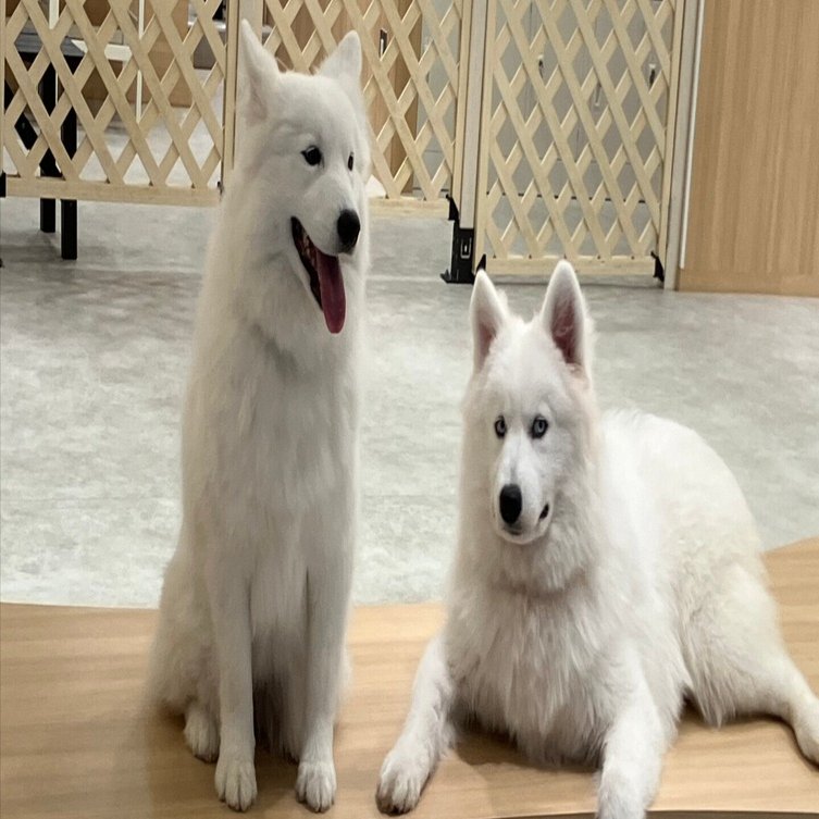 サモエドカフェ｜みかん