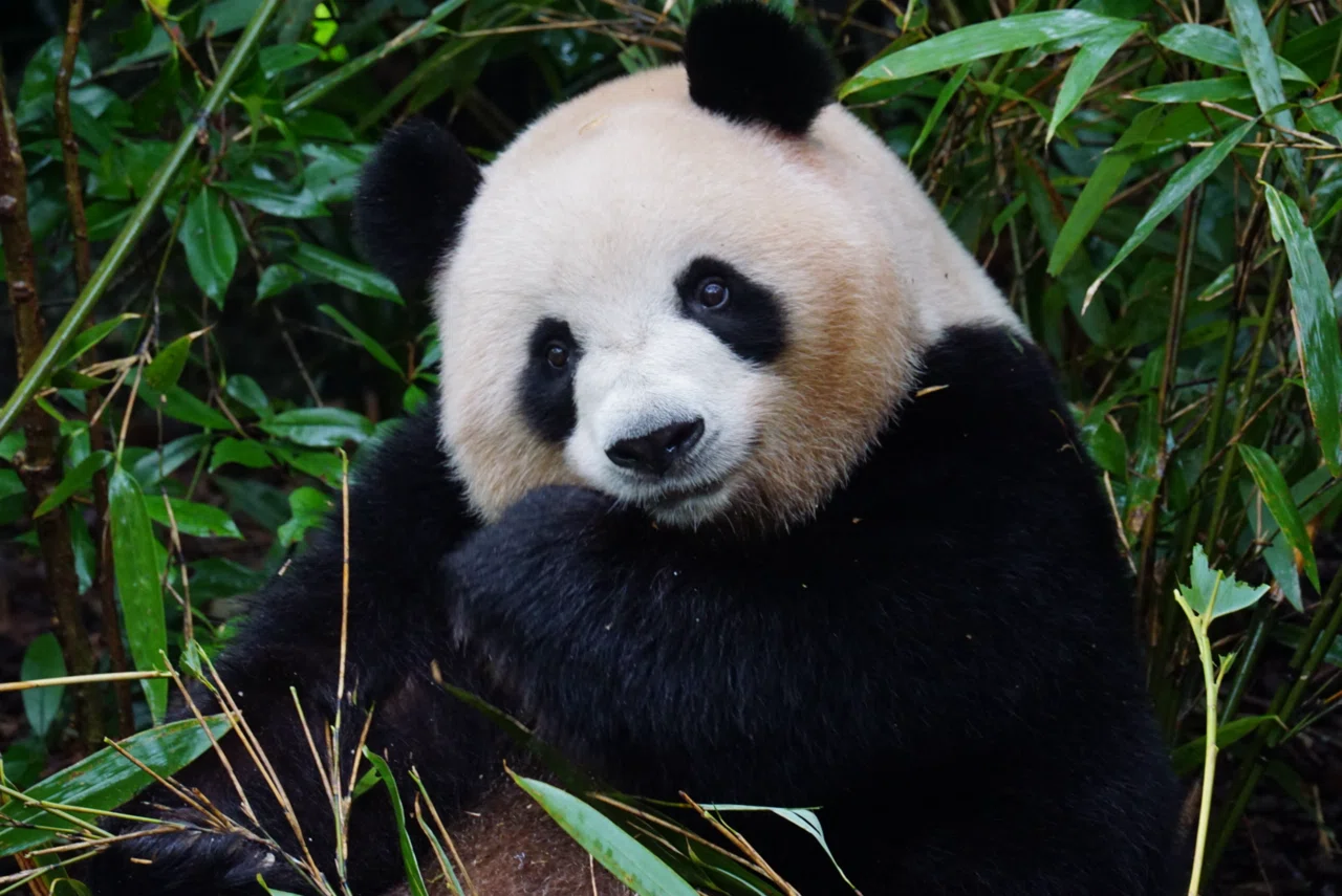Sichuan Panda Trip] Dujiangyan & Panda Valley Edition) Many