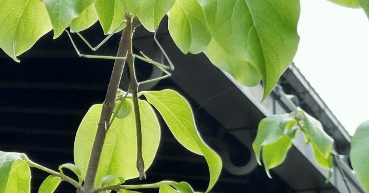 150mm】ユウレイヒレアシナナフシの昆虫標本 コノハムシ ユウレイヒレ