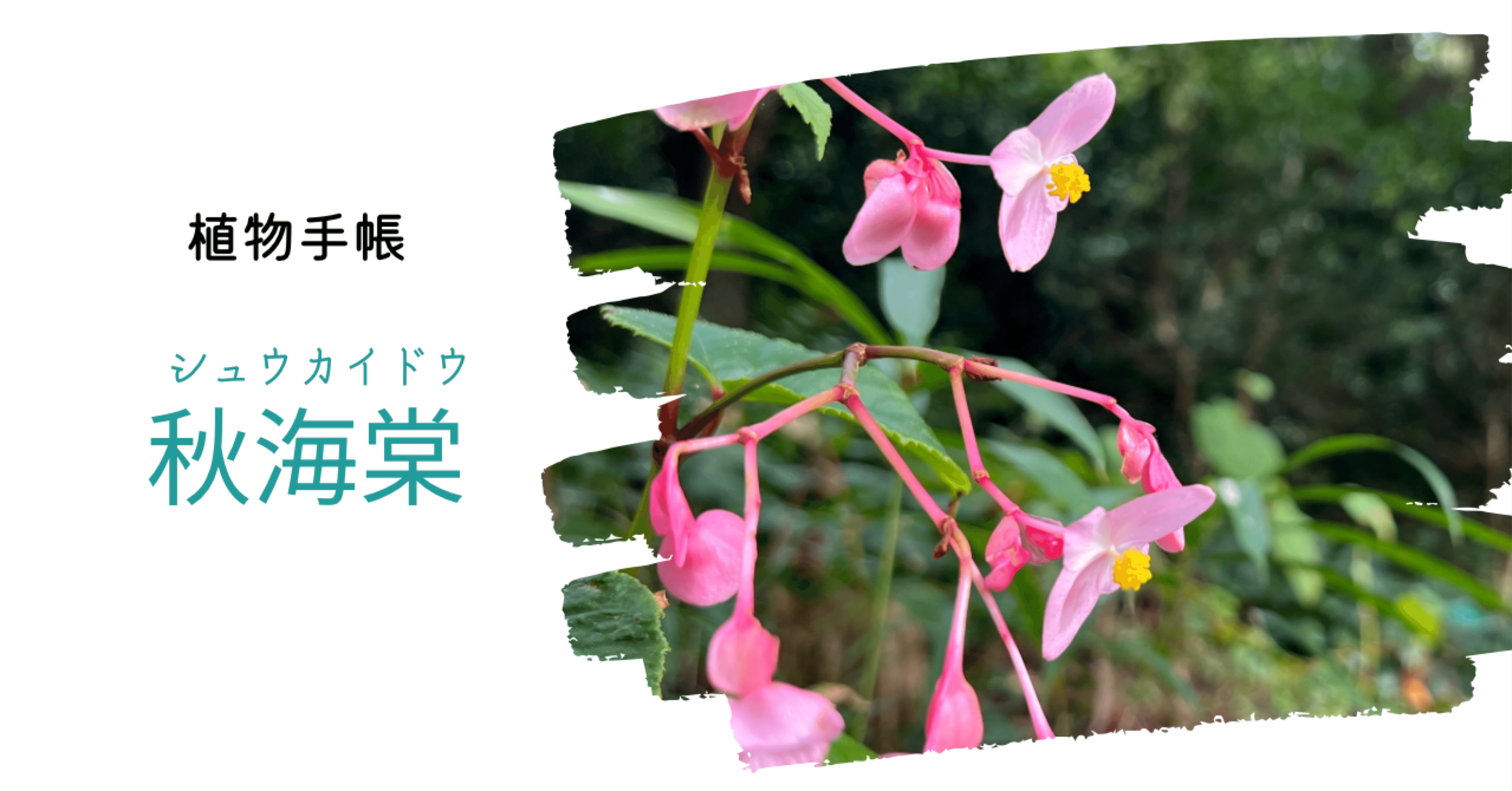 植物手帳】秋海棠 シュウカイドウ｜植物手帳