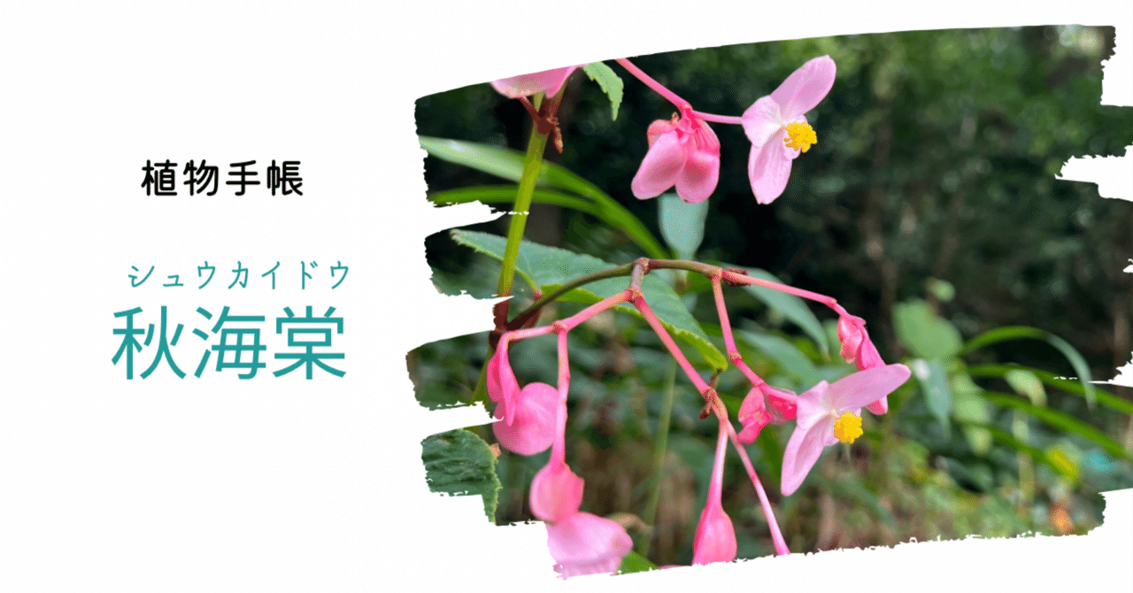 植物手帳】秋海棠 シュウカイドウ｜植物手帳