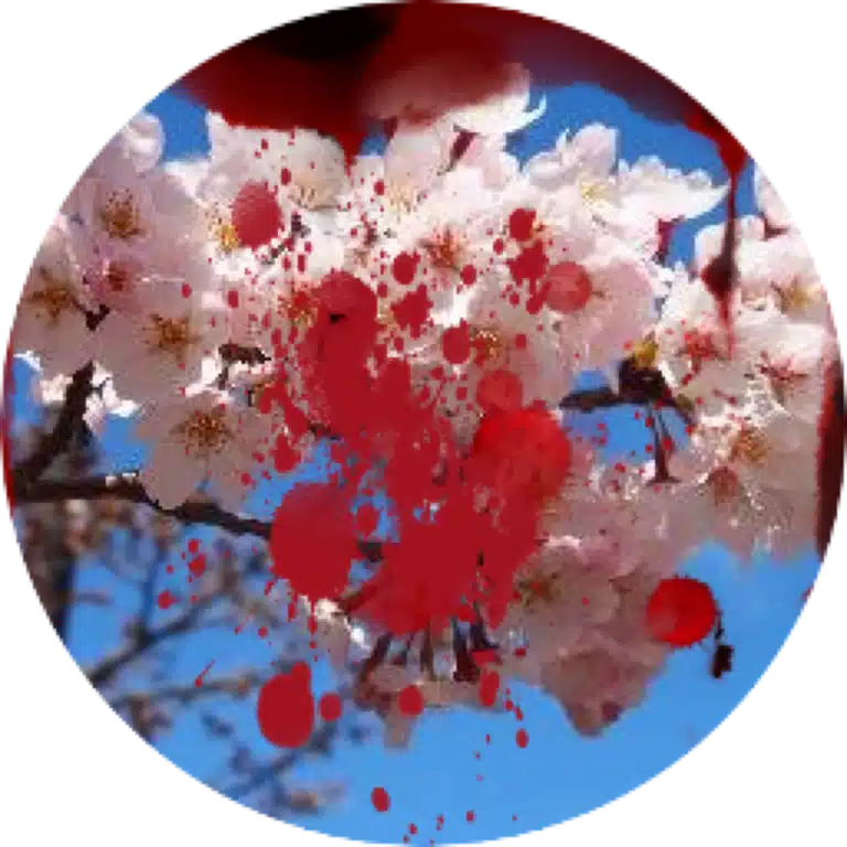 夜桜苹果 / 和唐那依