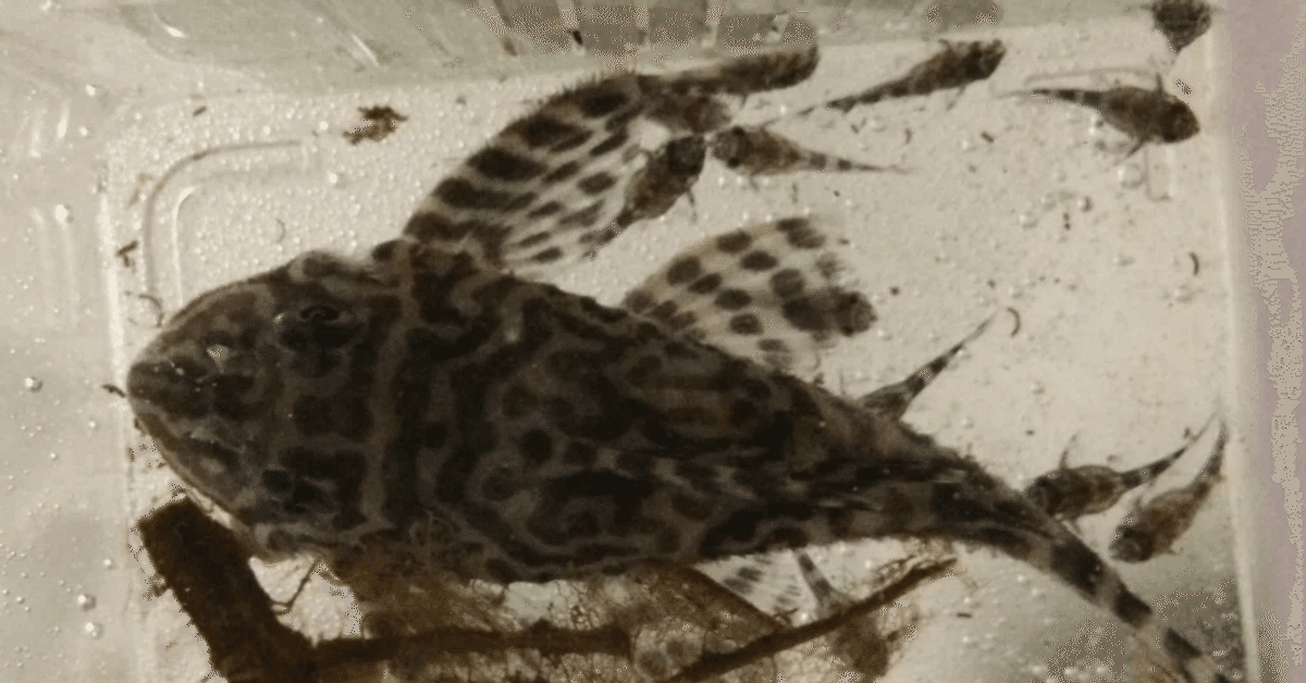 熱帯魚 キンペコのペア