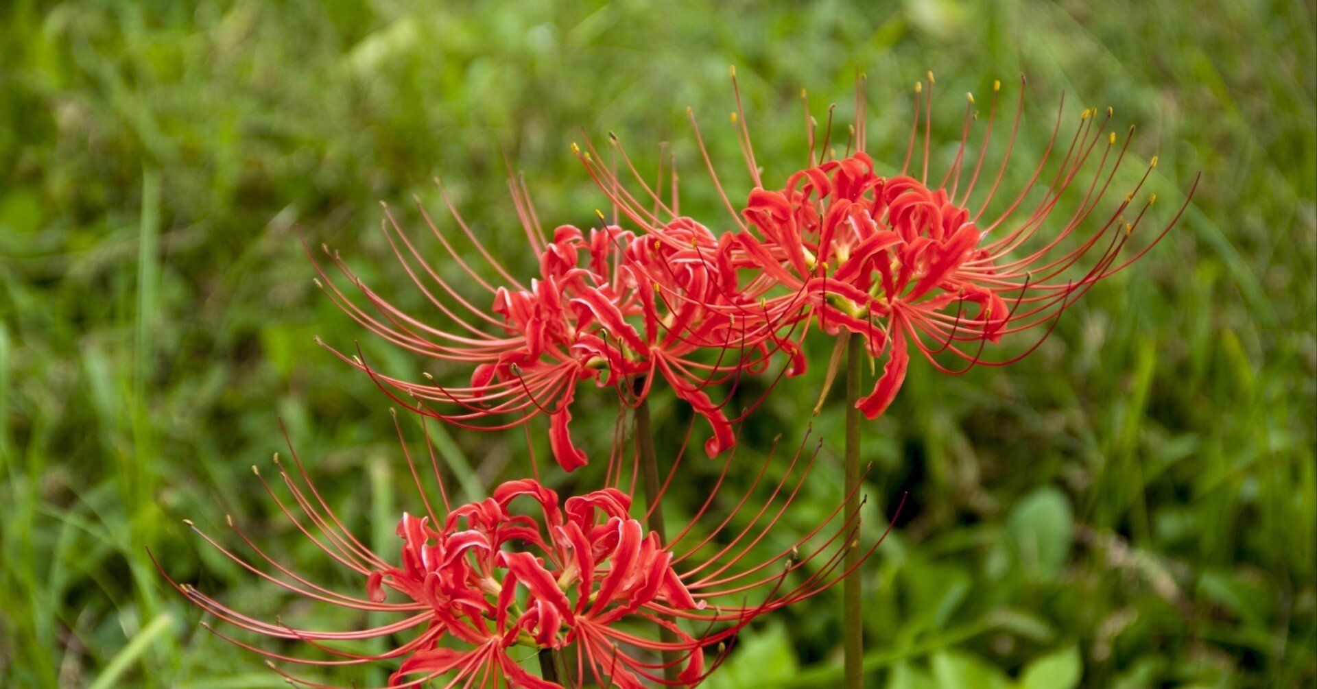 s*5様 虎 残響 赤 ヒガンバナ #172 250px-Lycoris_radiata_