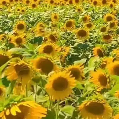 いおち