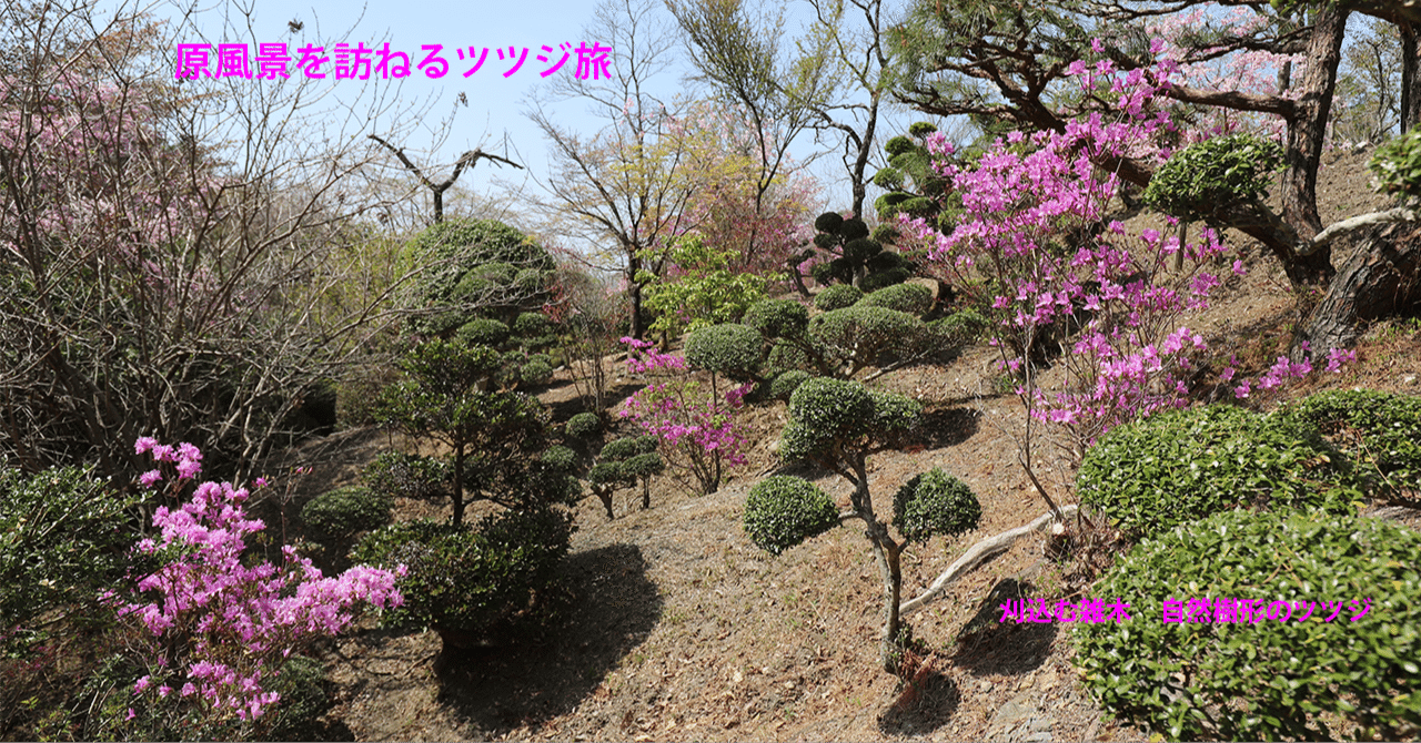 18．刈込む雑木 自然樹形のツツジ｜sasayan