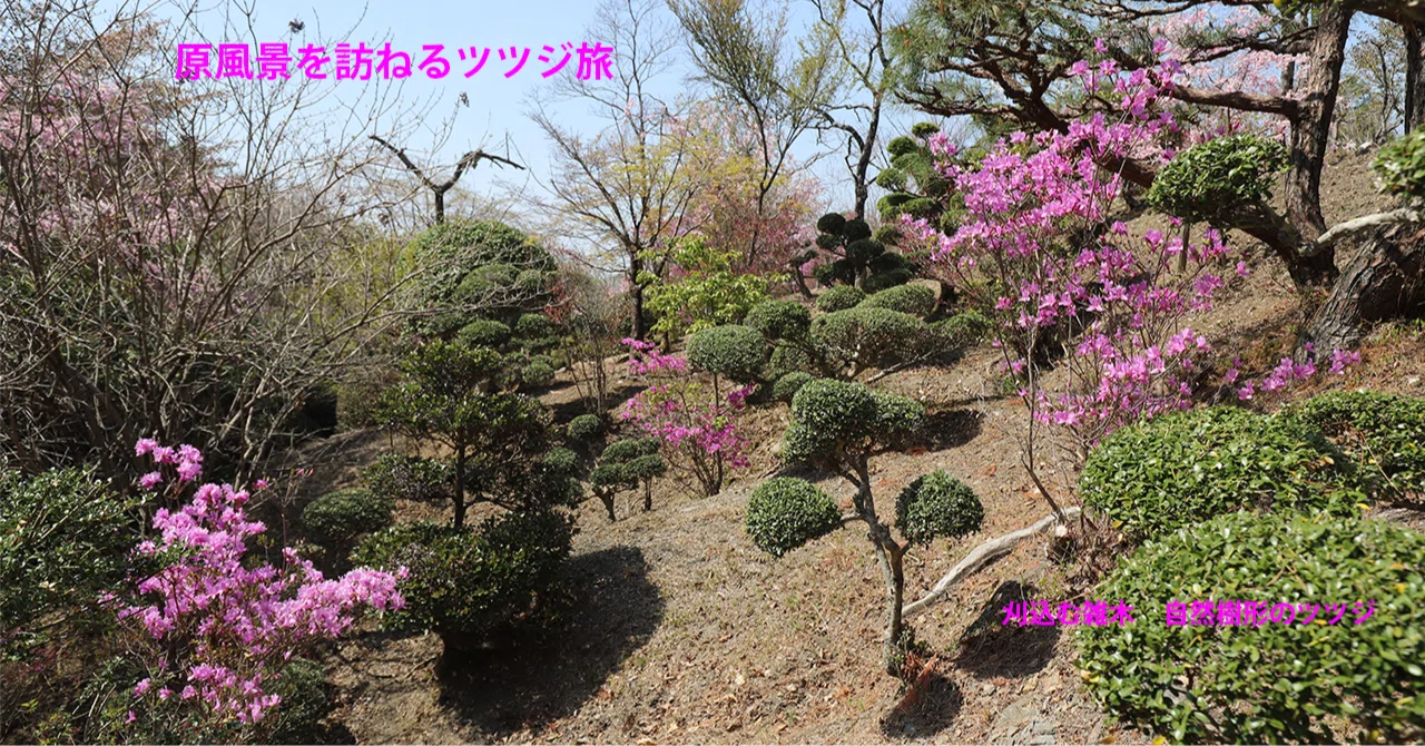 18．刈込む雑木 自然樹形のツツジ｜sasayan