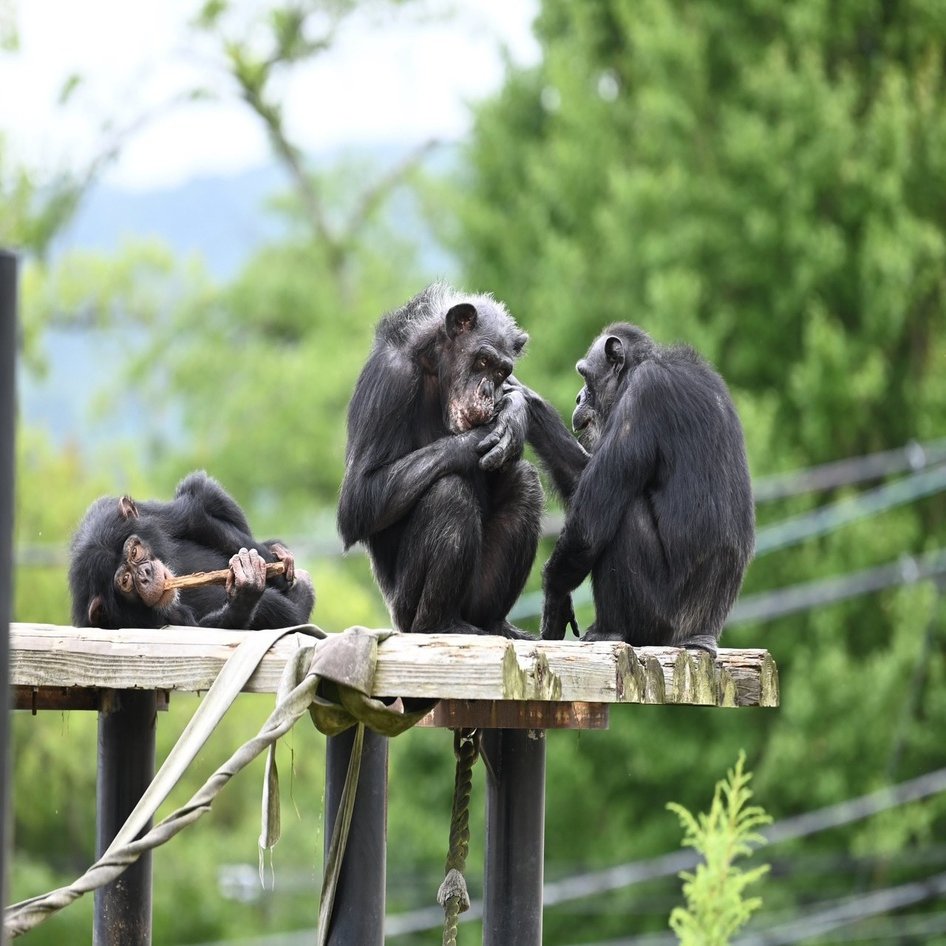 ⭐︎チンパンジー⭐︎ チンパンジーは悪を聞かない写真素材232172890 | Shutterstock