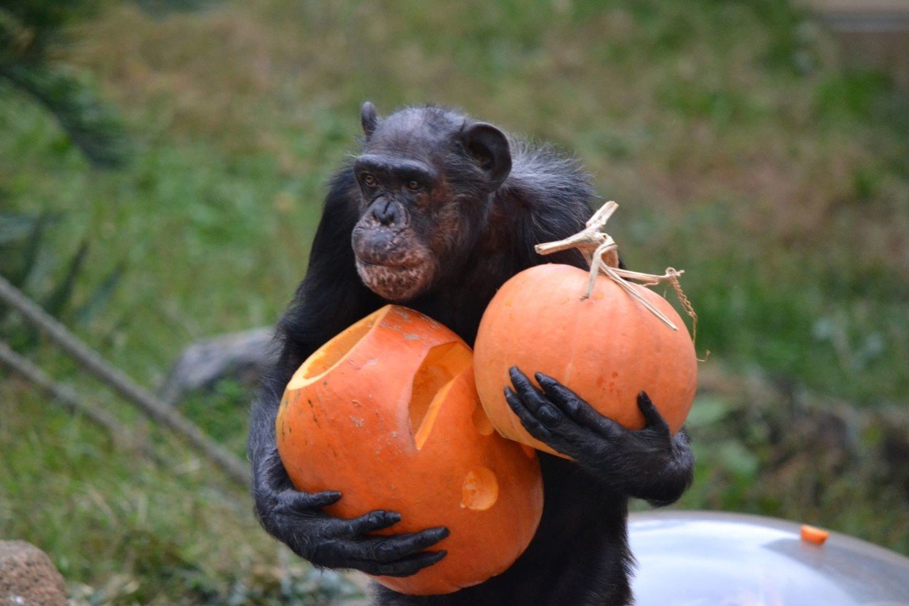 チンパンジー「マツコ」の半生②｜ハピズー