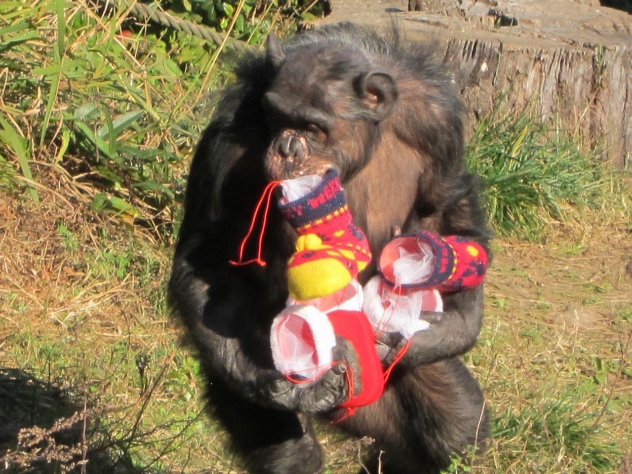 チンパンジー「マツコ」の半生②｜ハピズー