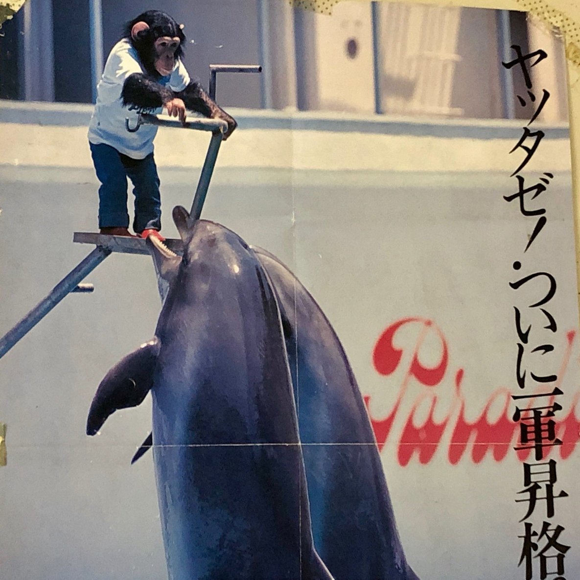 チンパンジー「マツコ」の半生②｜ハピズー