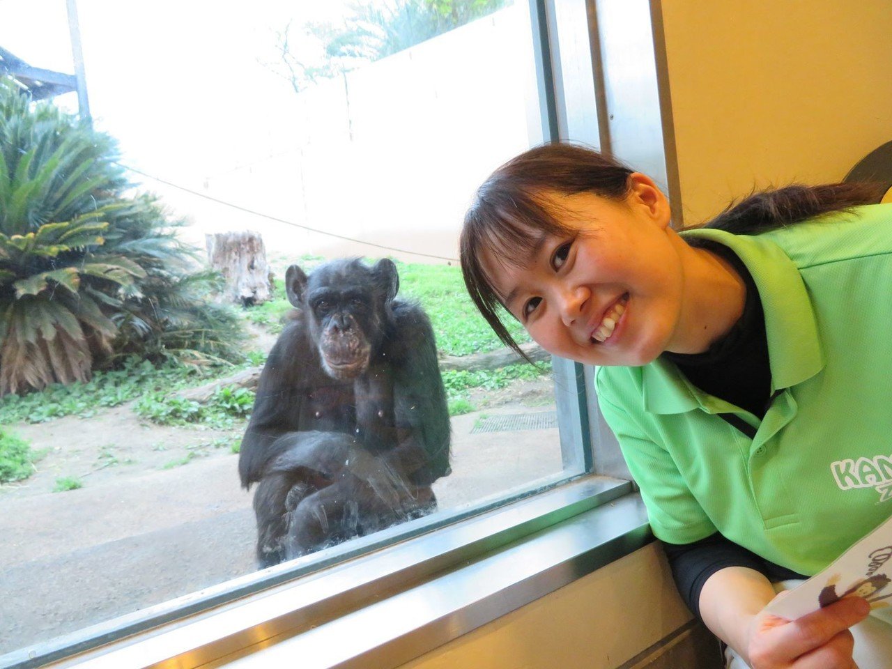チンパンジー「マツコ」の半生②｜ハピズー
