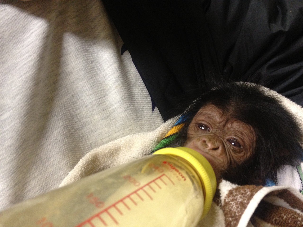 チンパンジー「マツコ」の半生③｜ハピズー