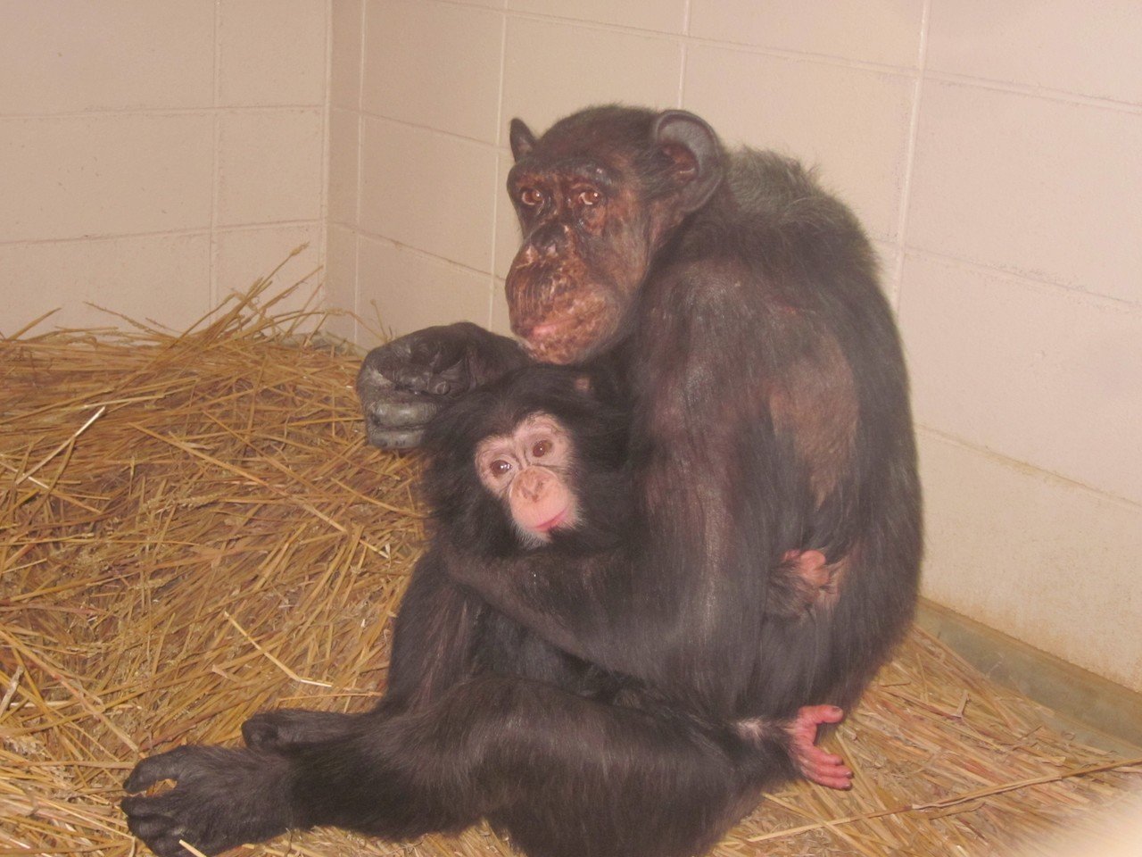チンパンジー「マツコ」の半生③｜ハピズー