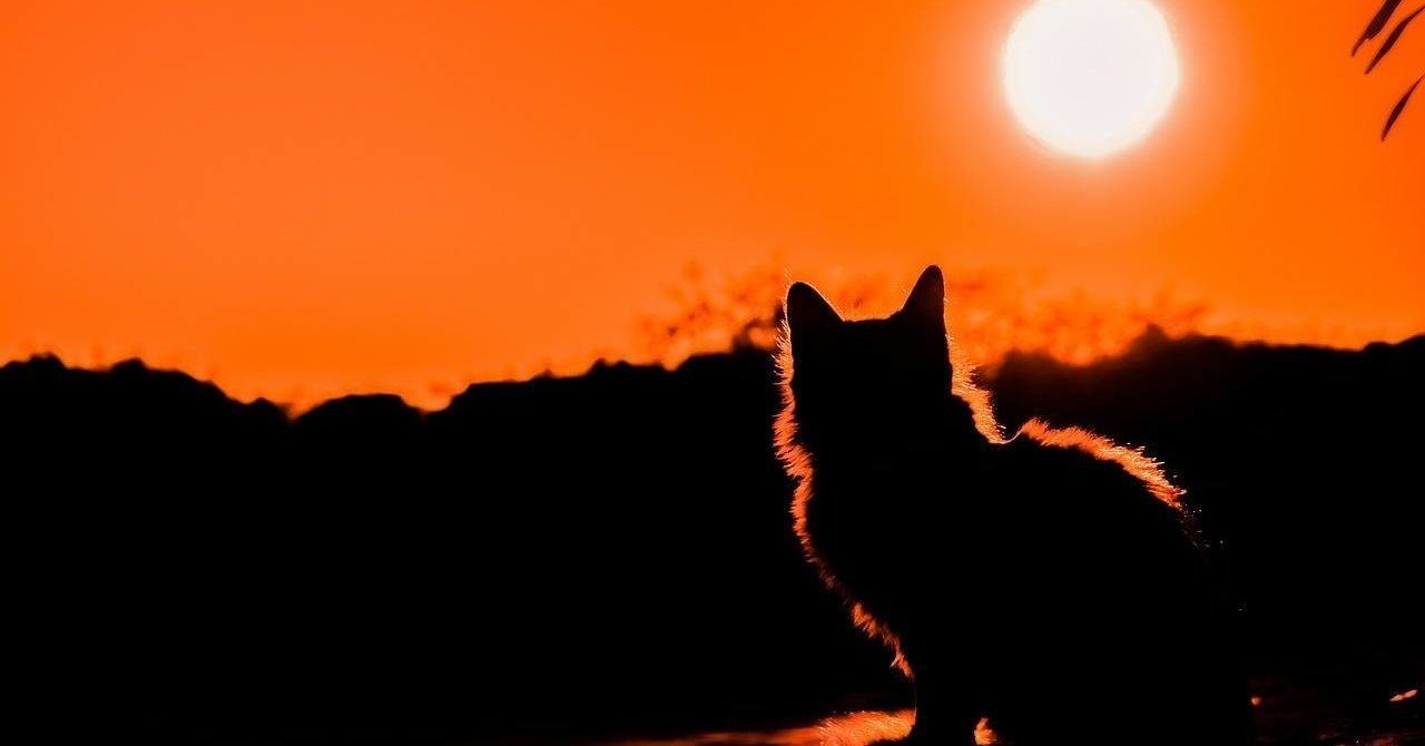 猫になりたい スピッツ コードから解説 エモさをつくる２つのポイント ダイチ 分で読める音楽解説 Note