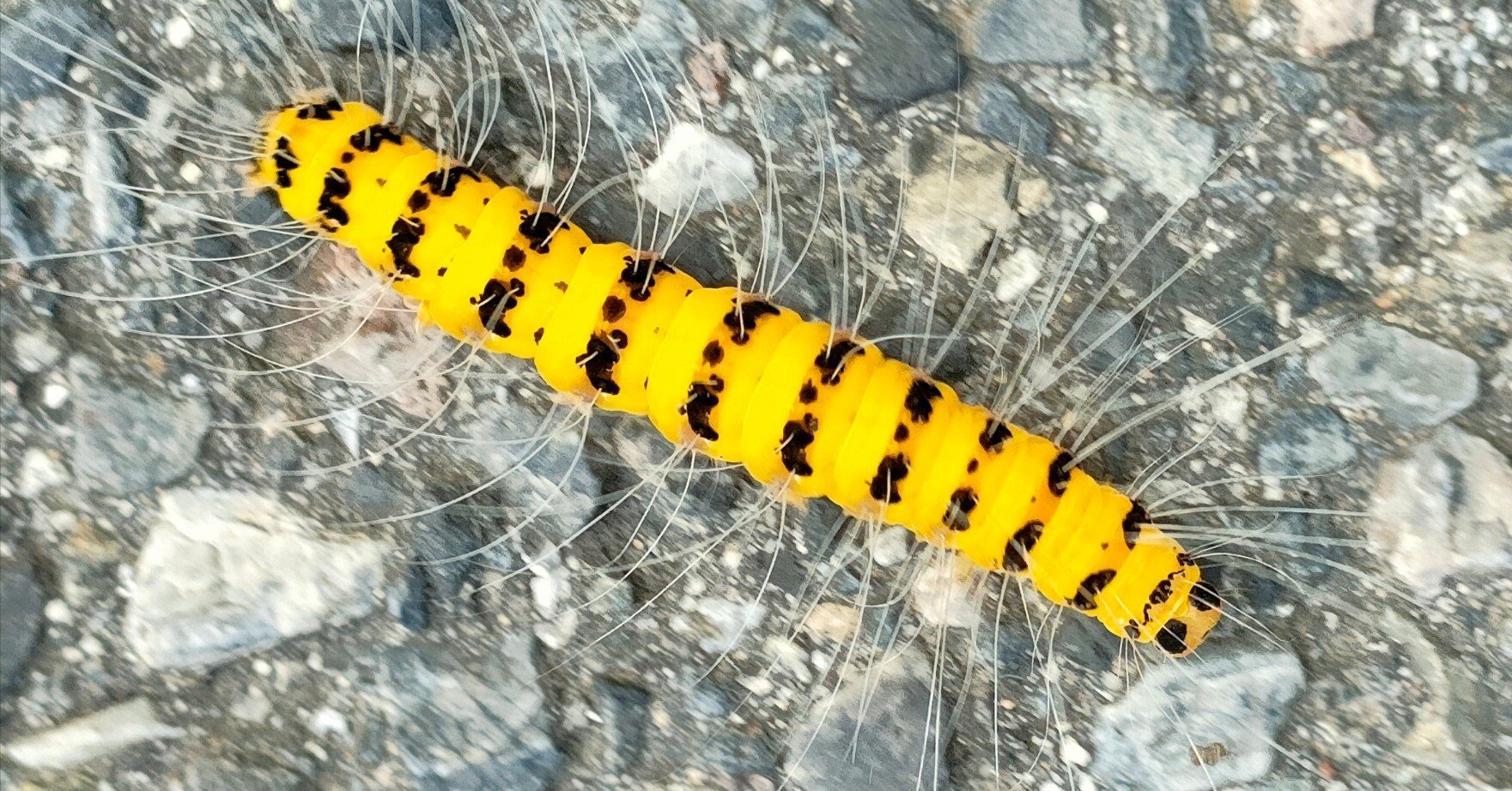 c0d11915d512d2ad9b5133fe6e9ea6