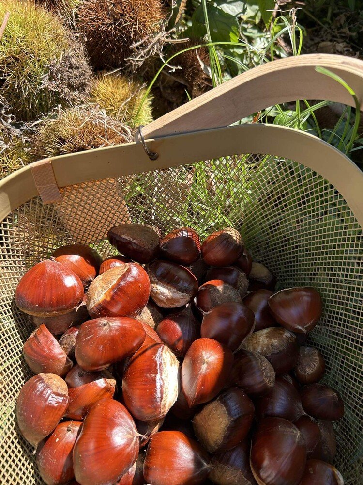 名残りの栗たちは、鹿児島の実家に送りました。「茹でて食べたらホクホク甘い。実が大きくてびっくりしたよ」と母。幾つになっても、お母さんに褒められるのが一番嬉しい甘えん坊です。最後になったけど、実家に御福分できてよかった。