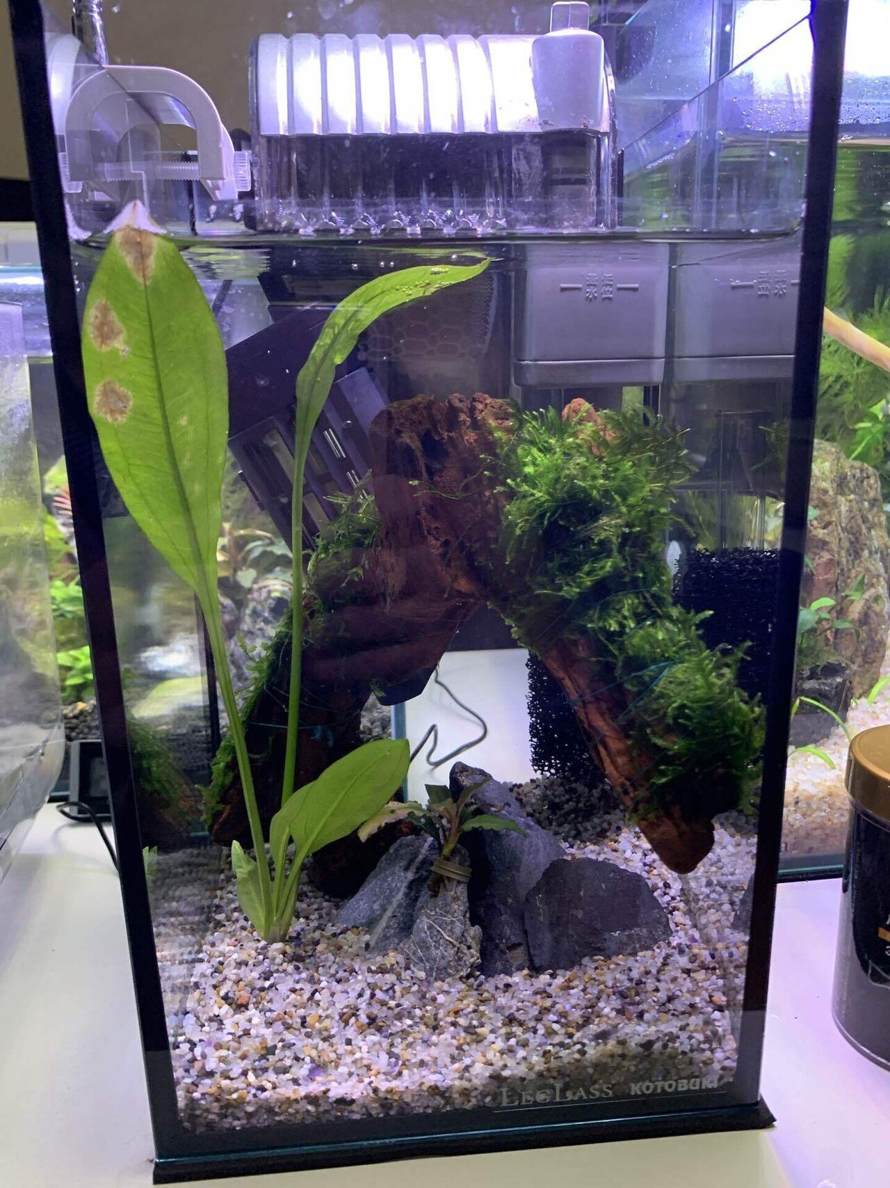 15㎝水槽にお魚投入しました♪｜えんぴつ