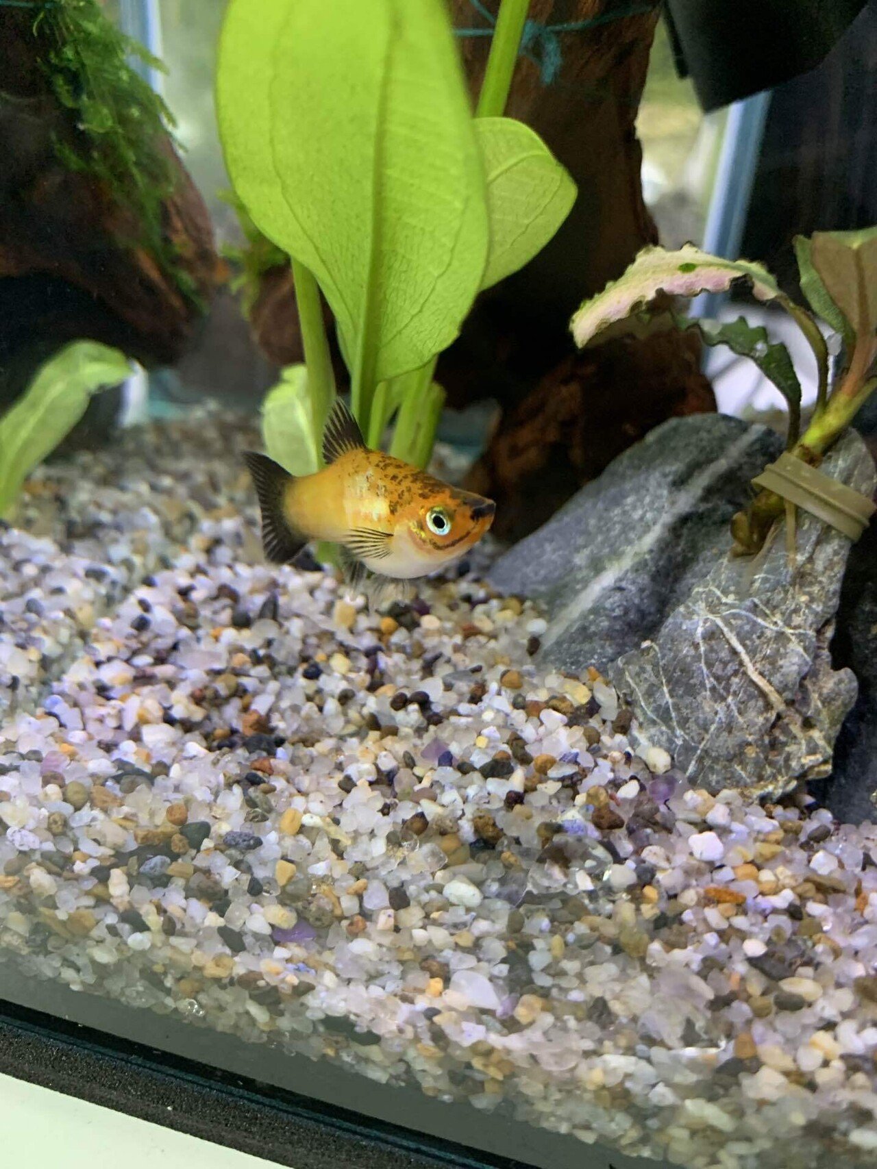 15㎝水槽にお魚投入しました♪｜えんぴつ