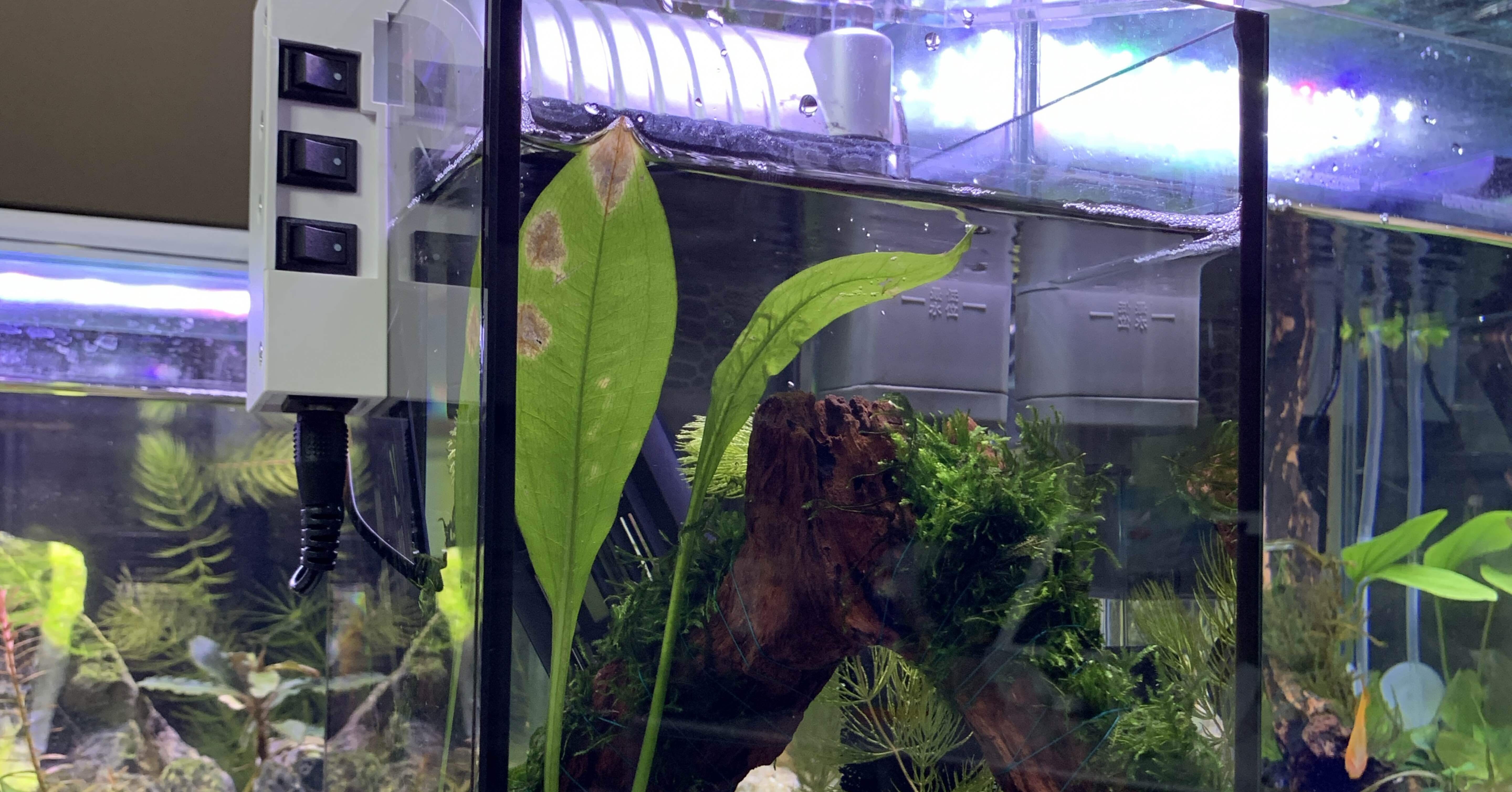 15㎝水槽にお魚投入しました♪｜えんぴつ