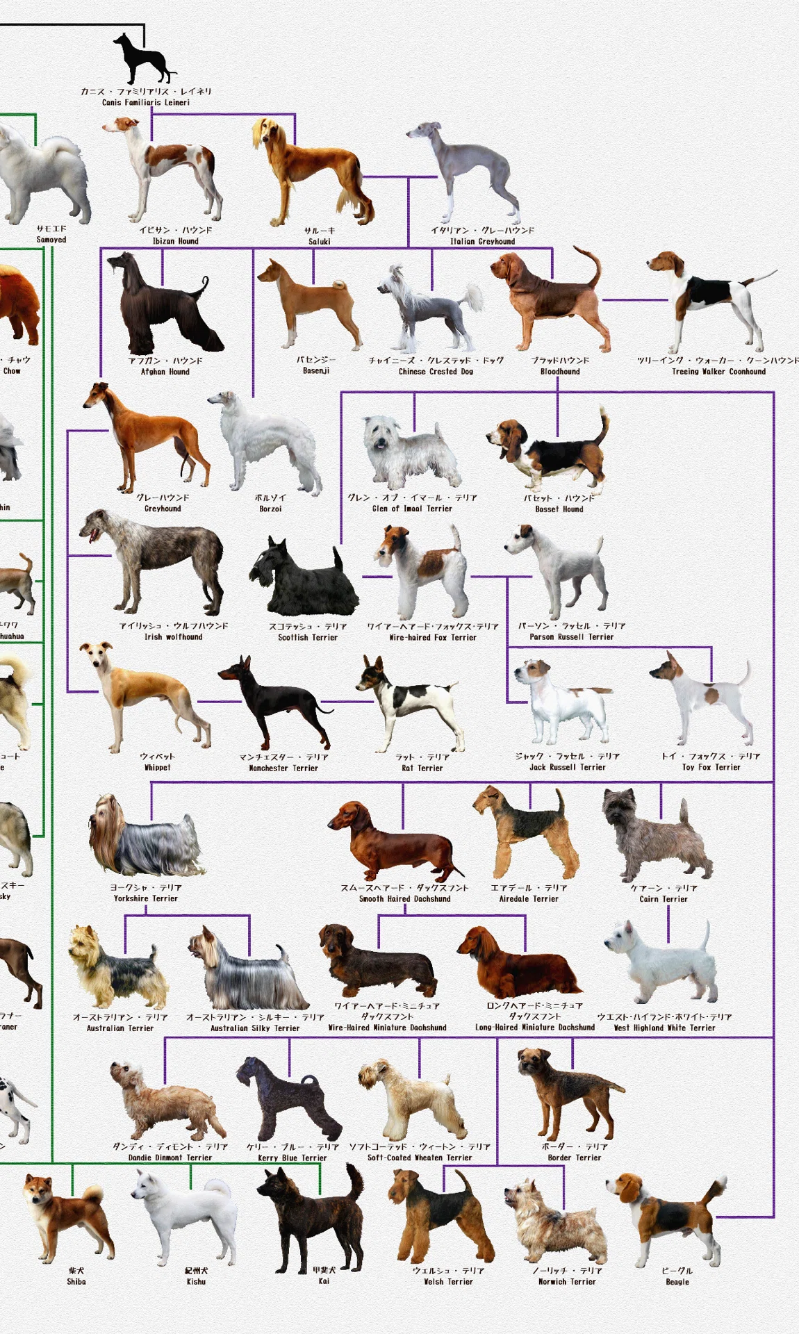 犬見本 犬好きなので延々と見ていられる…民法の親等はまるで理解できないが