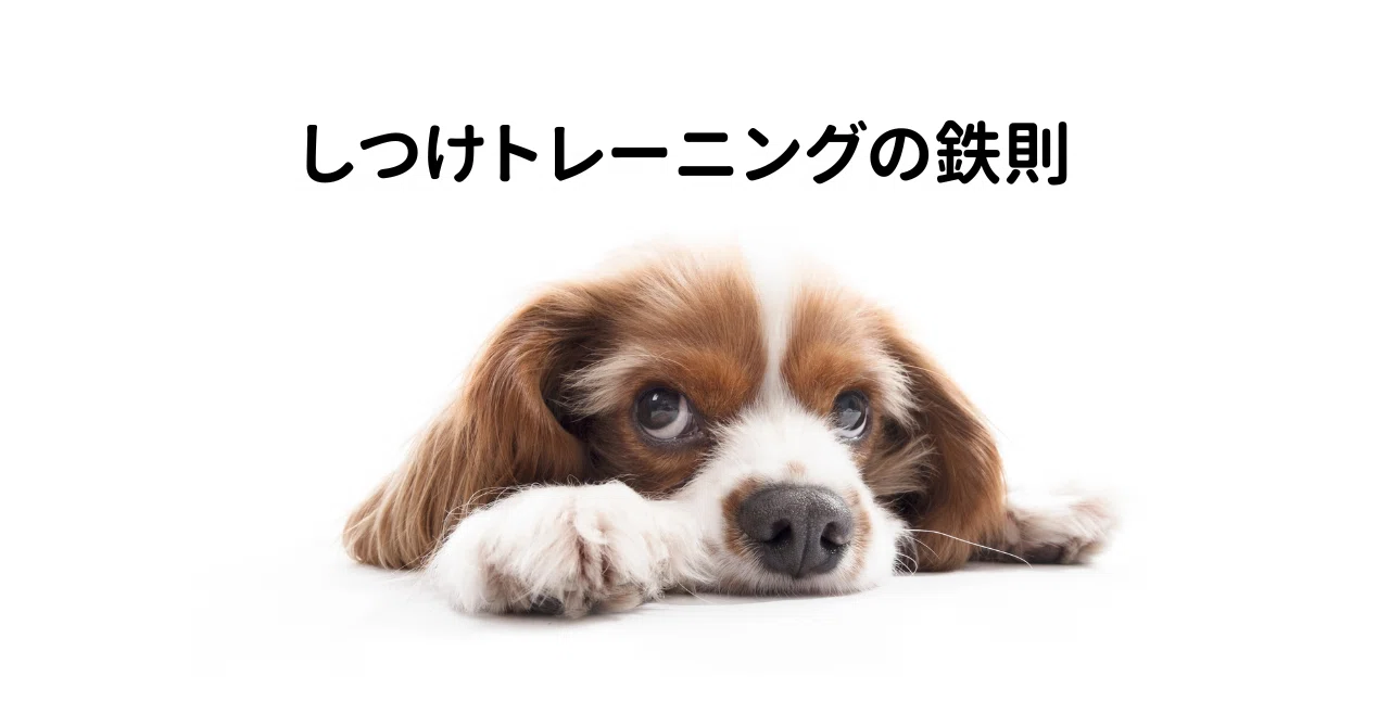 Golden Rules of Training: The Owner's Side｜ちーさん@愛犬家