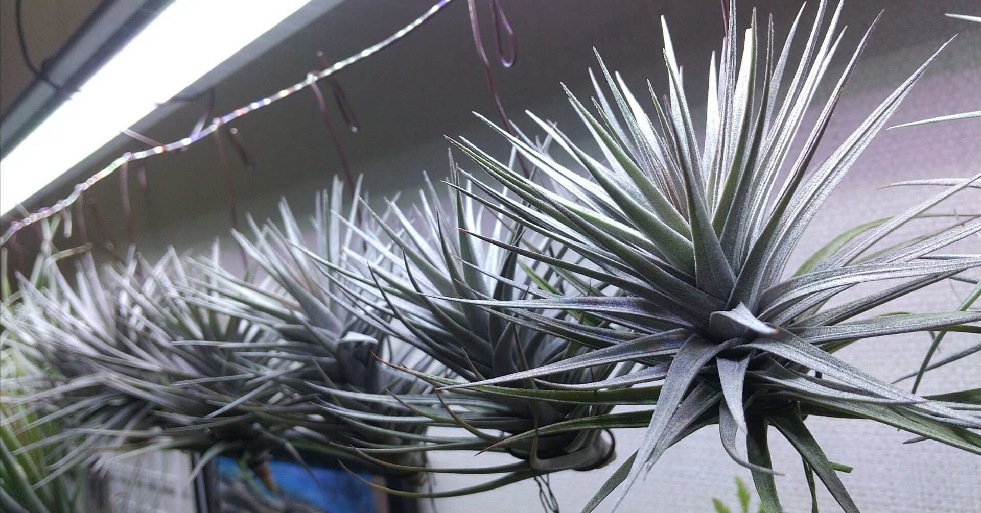 チランジア入荷リスト9/10-9/15｜NatureGarden🌿神田