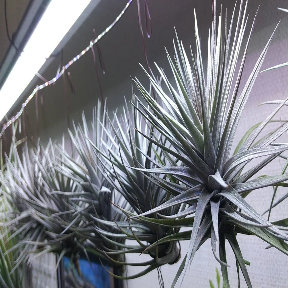 チランジア入荷リスト9/10-9/15｜NatureGarden🌿神田