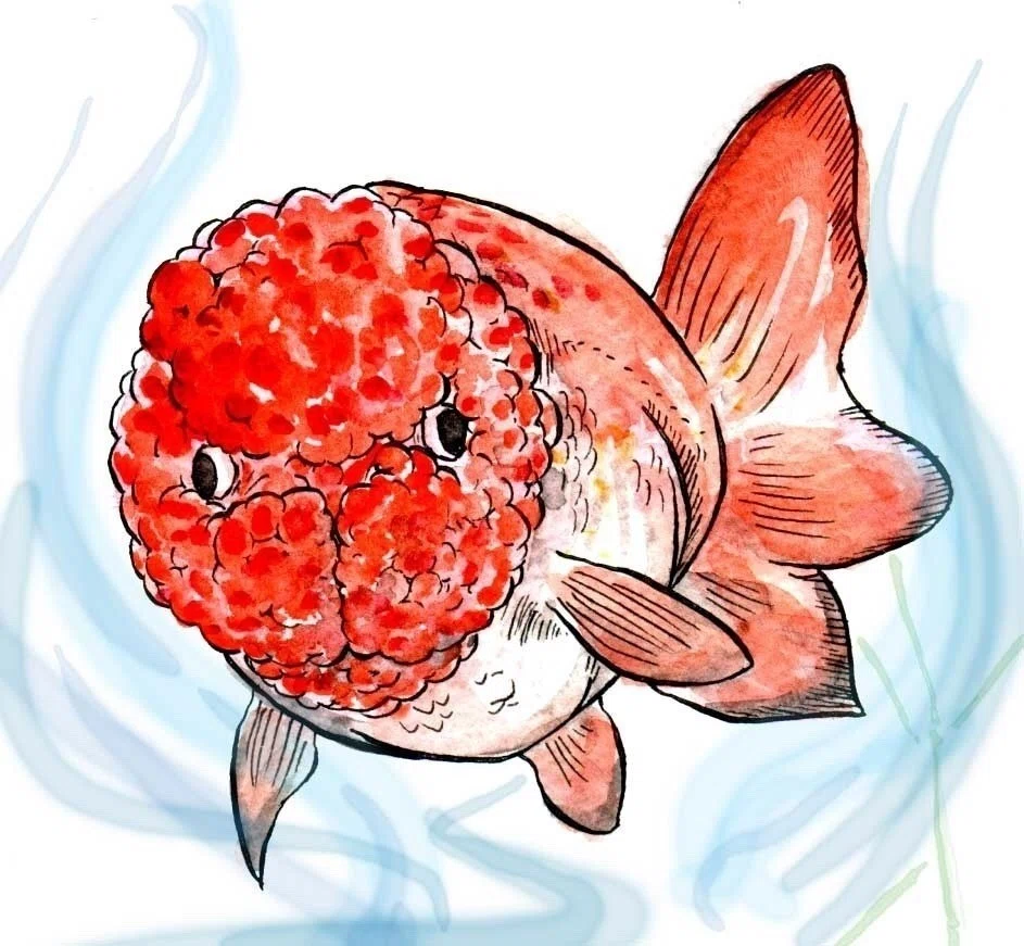 昔 らんちゅうを皮膚病の魚だと思い込んでいる外国人が描いたという設定で描いた絵です 金魚 絵 Elpacho Pamyole Note