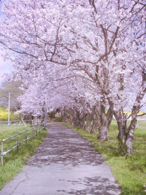 桜道 梓 Note 桜道 梓 Note