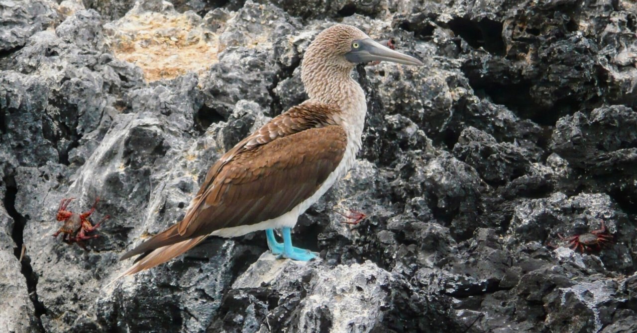 ガラパゴス諸島 - エクアドル 世界遺産の旅【HIS】