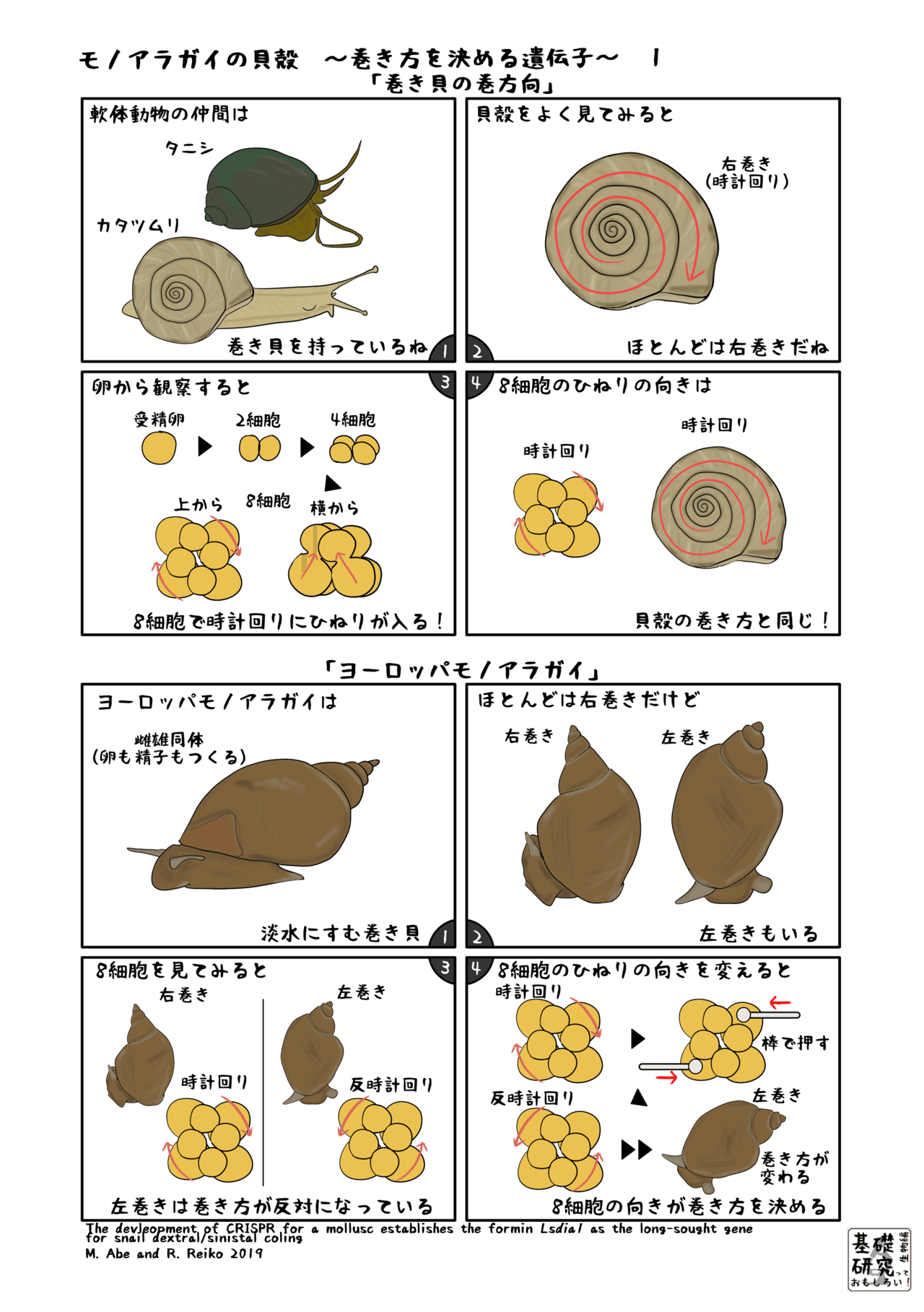 モノアラガイの貝殻 巻き方を決める遺伝子 1 かわいせーざん 基礎研究っておもしろい 生物編 Note