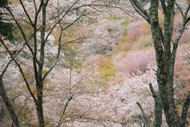  #Nara #奈良  #吉野山  #桜