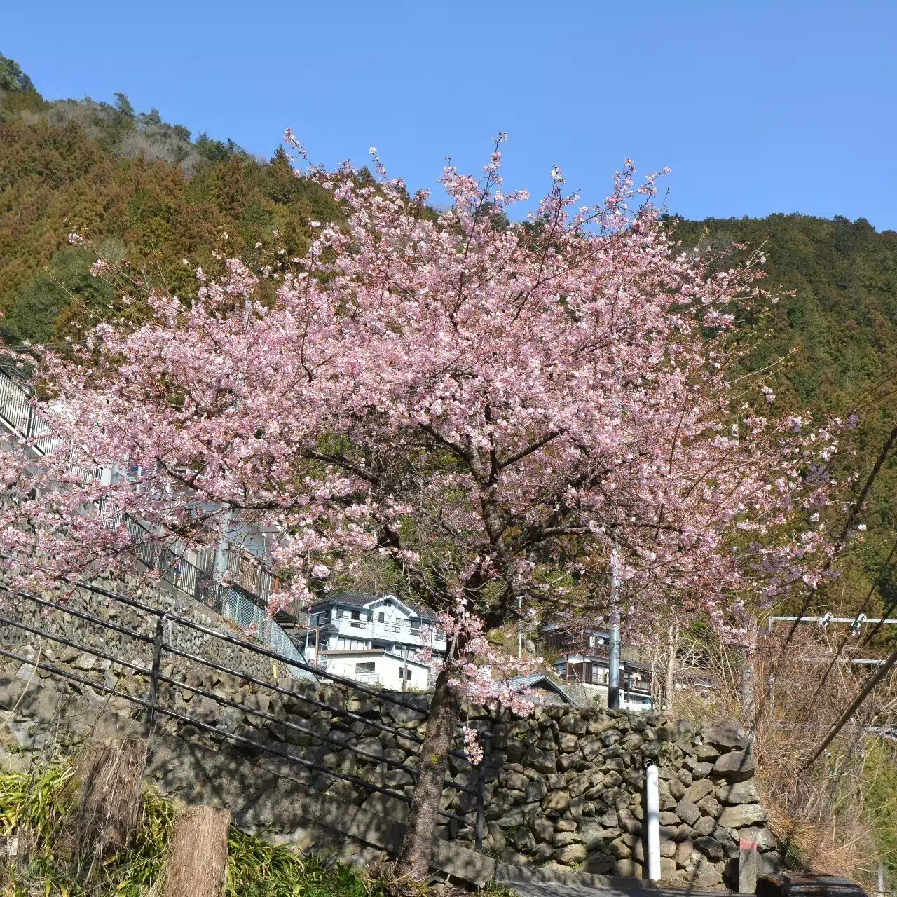 ヒラタハルカ