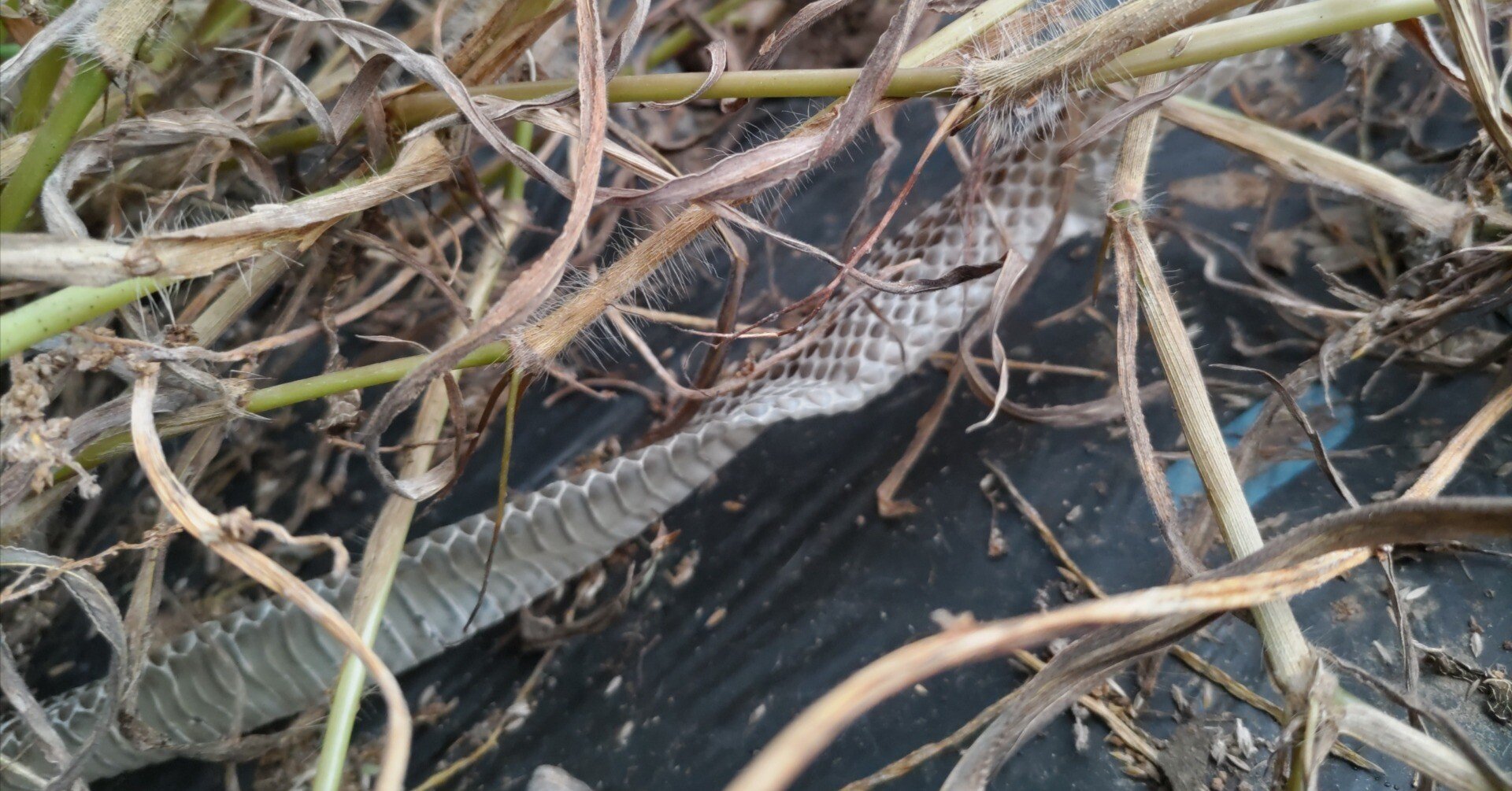 蛇の抜け殻 見つけた｜miho＠きみどりダイアリー