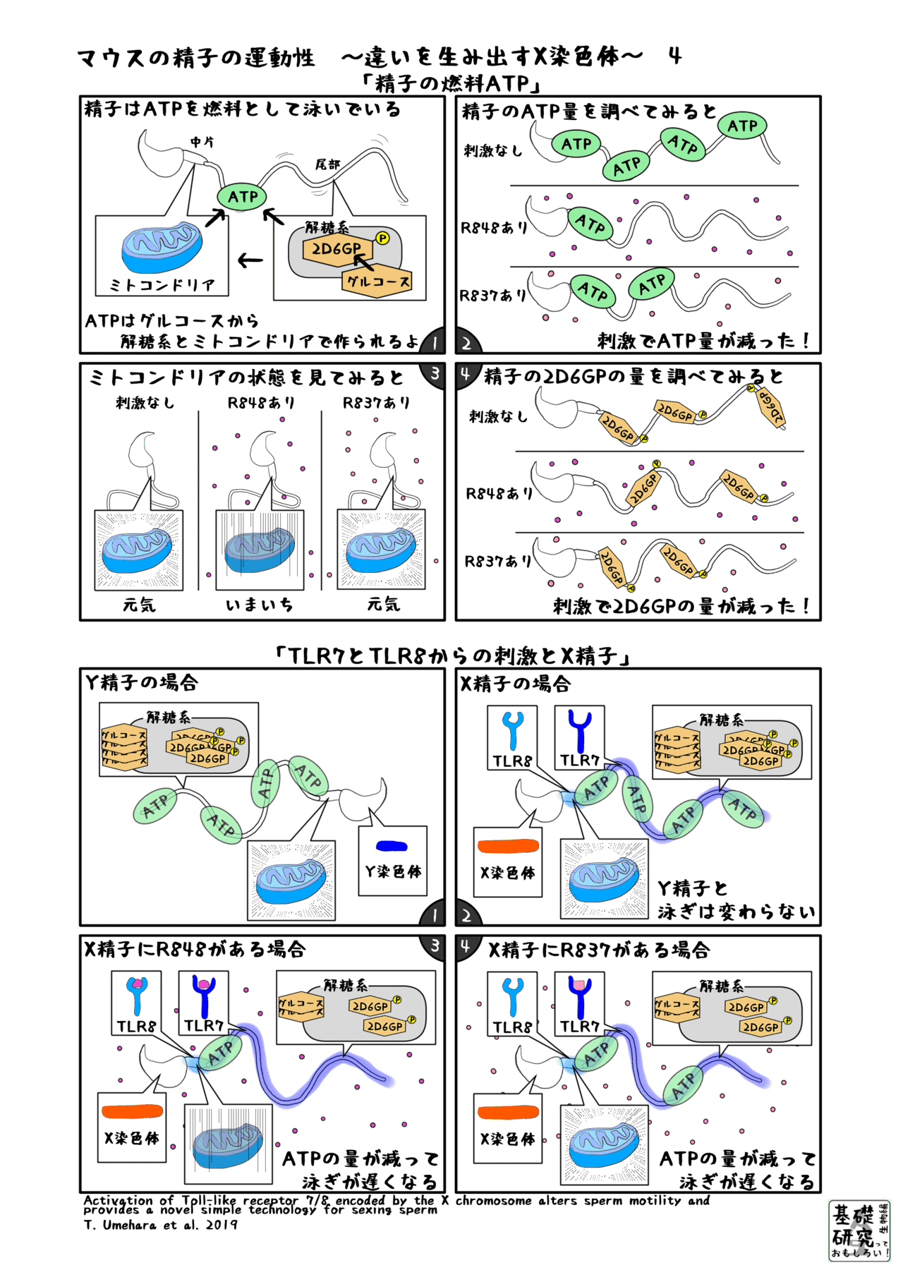 マウスの精子の運動性4