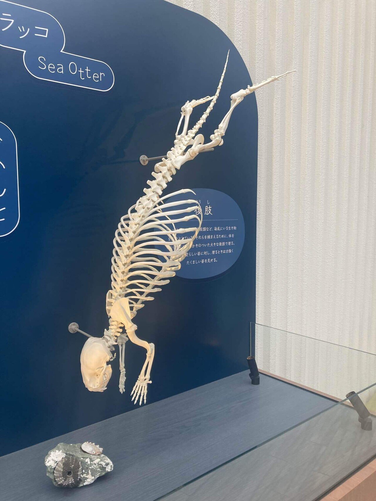 9時間耐久水族館レース|5ガロン 9時間耐久水族館レース|5ガロン