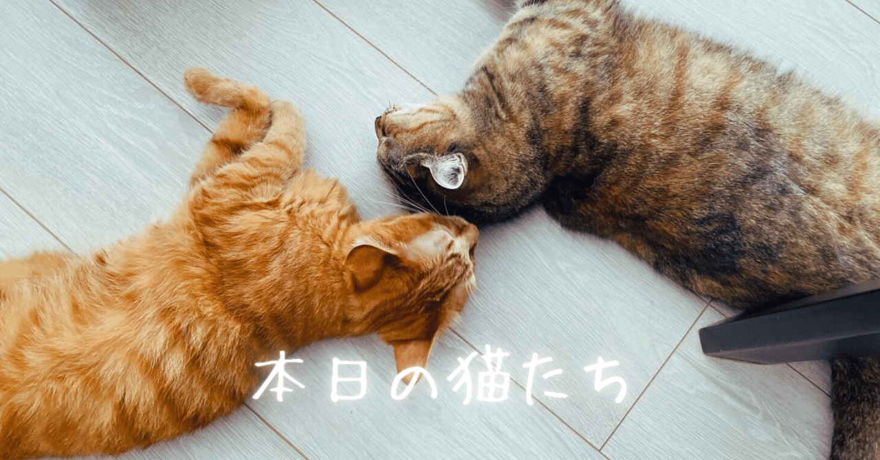 本日の猫たち #412（不要になった猫用品の処分）｜MIU