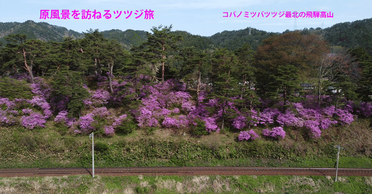 21．コバノミツバツツジ最北の飛騨高山｜sasayan