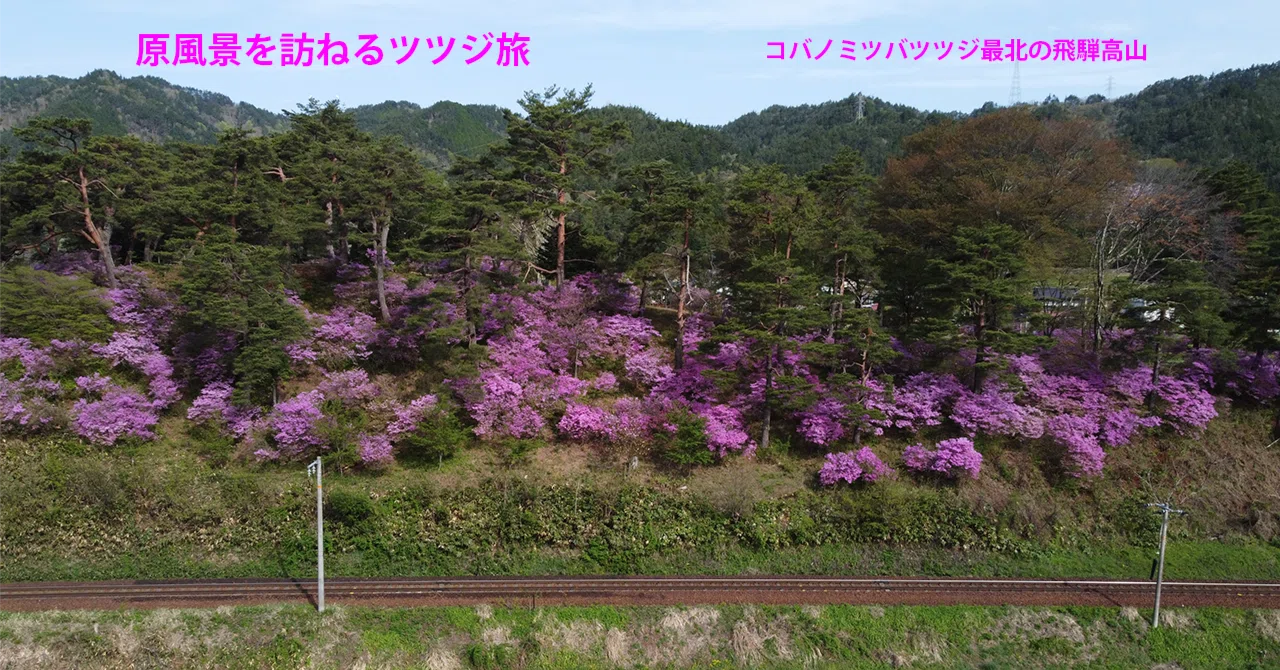 21．コバノミツバツツジ最北の飛騨高山｜sasayan