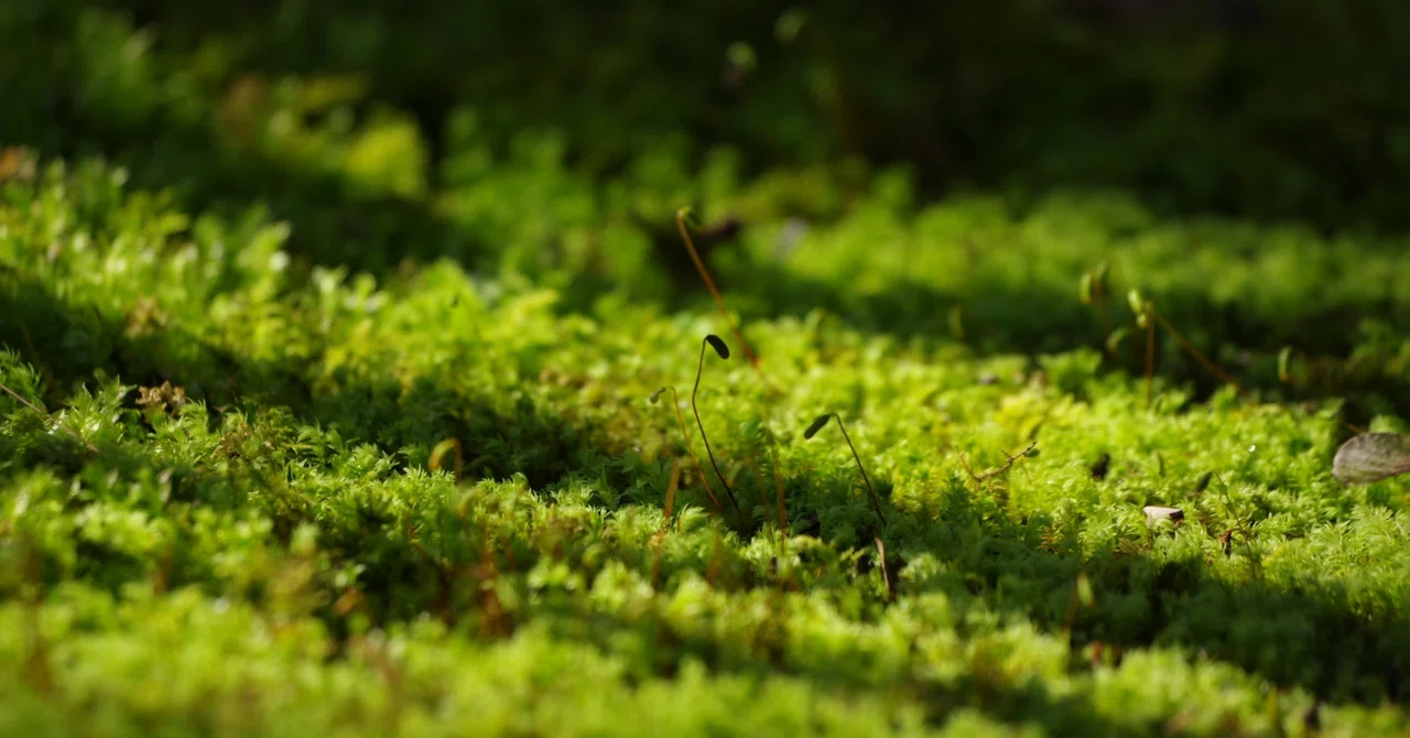 オーダーメイド噴水と、苔と石と癒し 素早かっ