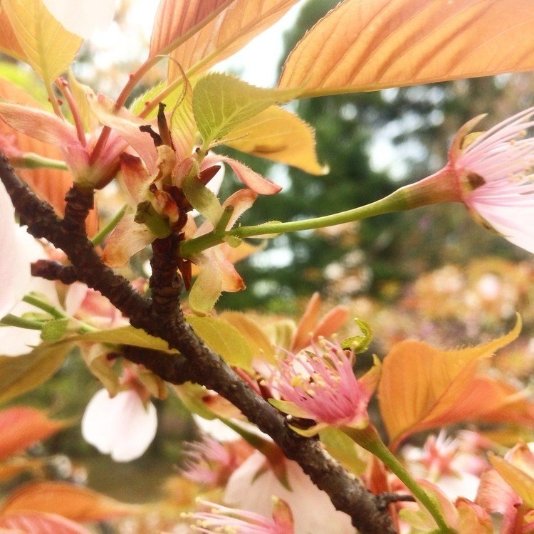 月一出張で京都に来ております。今年も大切なお友達と京都の桜を愛でることができました。私は綺麗に開いている花にばかり心奪われていましたが、お友達が「これもまたいい」と熱心にカメラを向けていたのは、９割方散ってしまった桜。私も真似して撮ってみました。うん。これもまたいい。