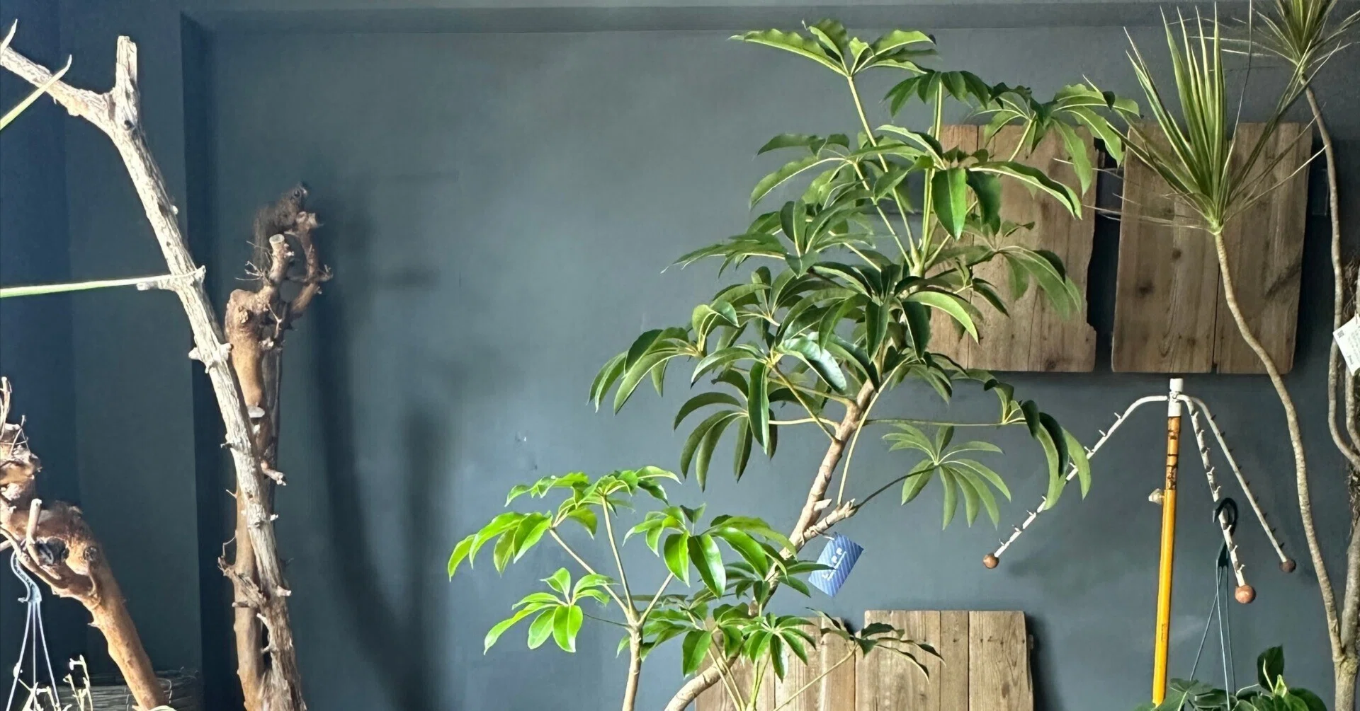 ツピタンサスの育て方|花屋のラフ ツピタンサスの育て方|花屋のラフ