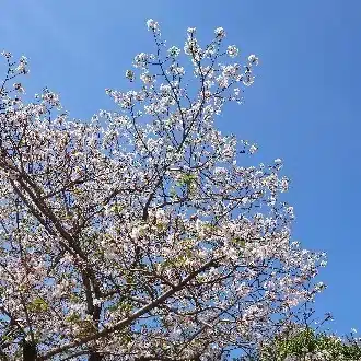 月白