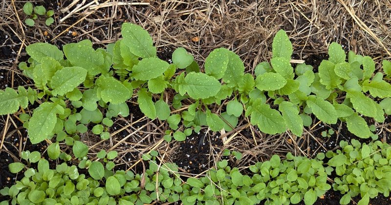 セットアップ にら苗 奥深 5芽＋α ニラ苗 野菜