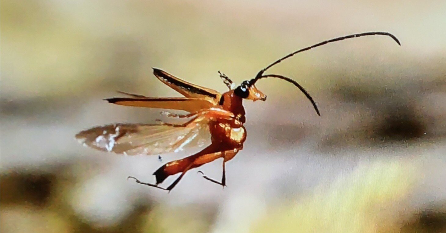 563c354de535282babefca2cacef5b