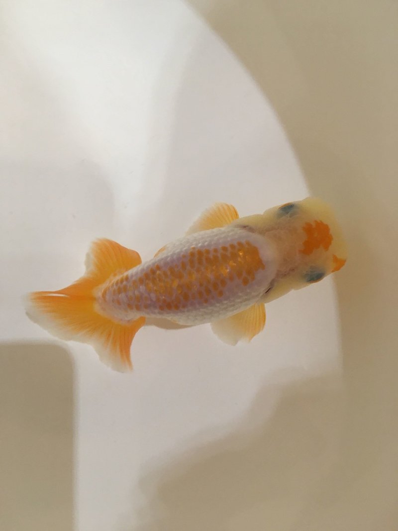 ５ らんちゅうの飼育は難しい らんちゅうたちの状況報告と自分なりにできてきた飼育法 エラ病への対処法 江戸川コメット団 らんちゅう飼育日記 Note