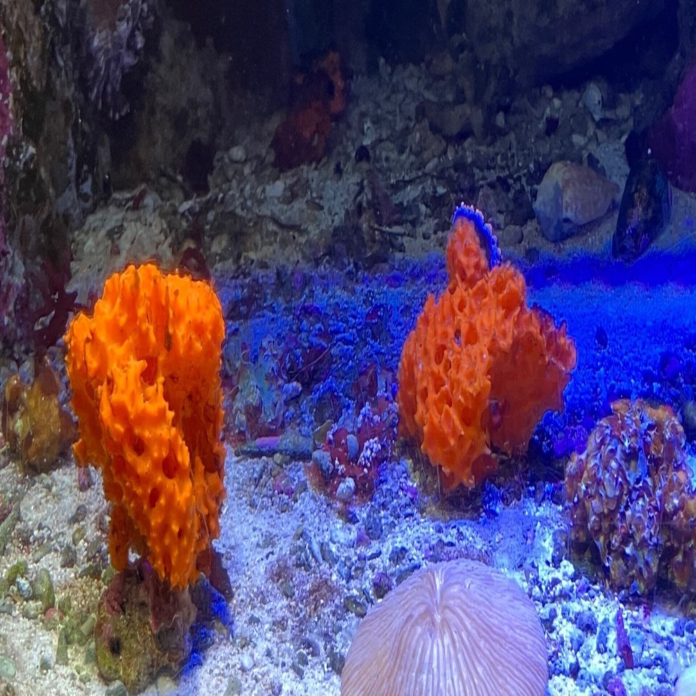 雑記 本と絵画、｜Kokihi